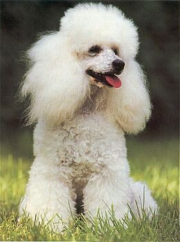Caniche Miniatura